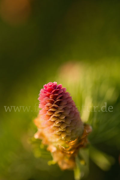 Gemeine Fichte (Picea abies)