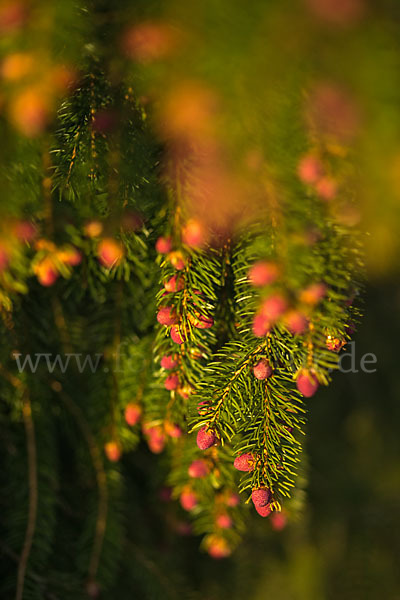 Gemeine Fichte (Picea abies)