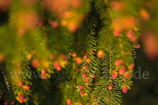 Gemeine Fichte (Picea abies)