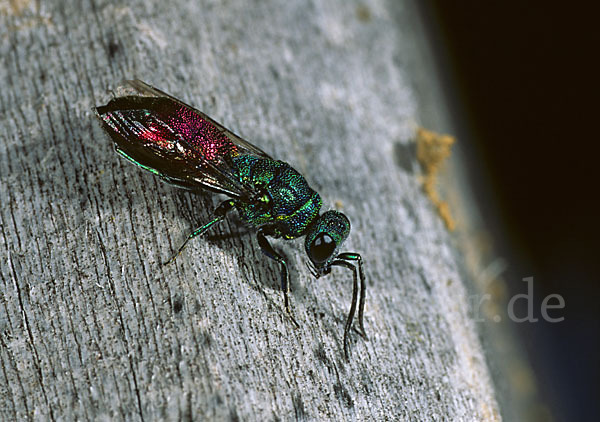 Gemeine Goldwespe (Chrysis ignita)