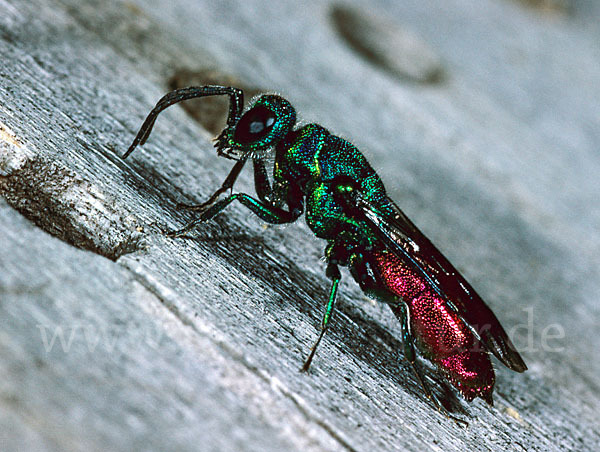 Gemeine Goldwespe (Chrysis ignita)