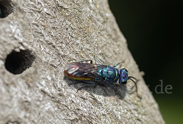 Gemeine Goldwespe (Chrysis ignita)