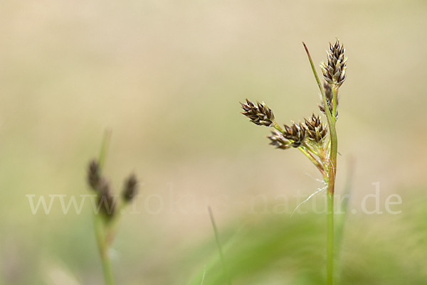 Gemeine Hainsimse (Luzula campestris)