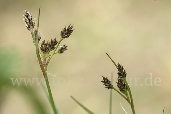 Gemeine Hainsimse (Luzula campestris)