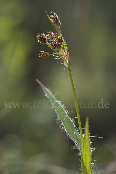 Gemeine Hainsimse (Luzula campestris)