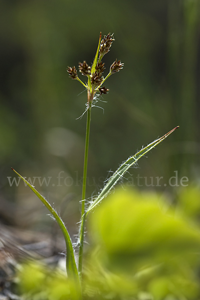 Gemeine Hainsimse (Luzula campestris)