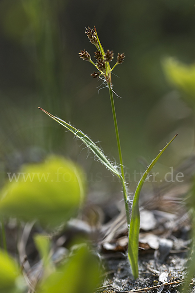 Gemeine Hainsimse (Luzula campestris)