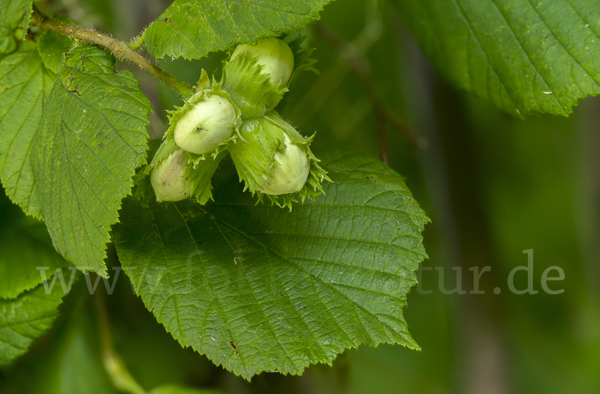 Gemeine Hasel (Corylus avellana)