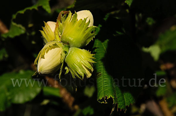 Gemeine Hasel (Corylus avellana)