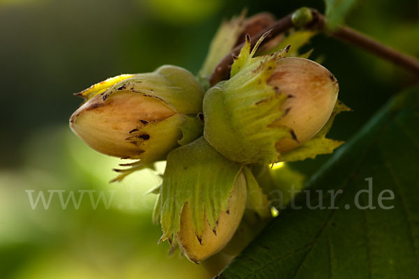 Gemeine Hasel (Corylus avellana)