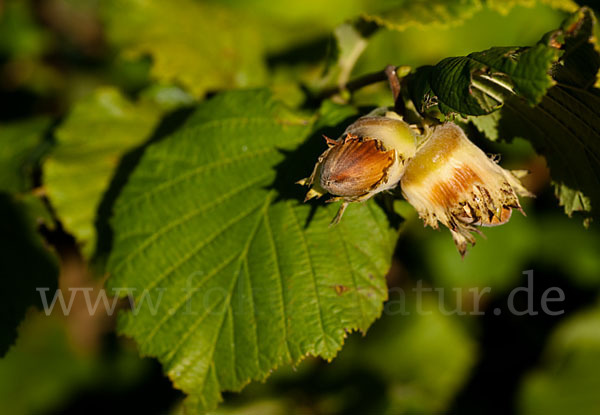 Gemeine Hasel (Corylus avellana)