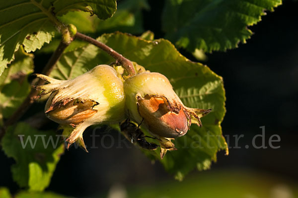 Gemeine Hasel (Corylus avellana)