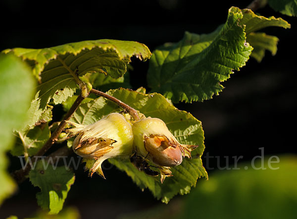 Gemeine Hasel (Corylus avellana)