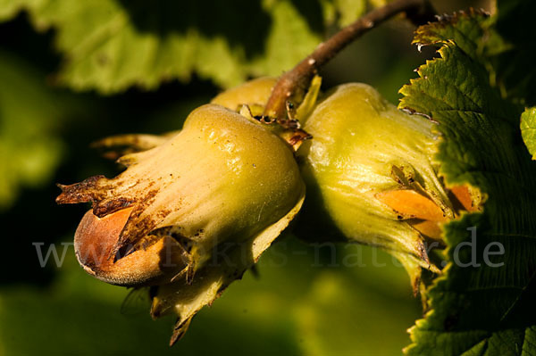 Gemeine Hasel (Corylus avellana)