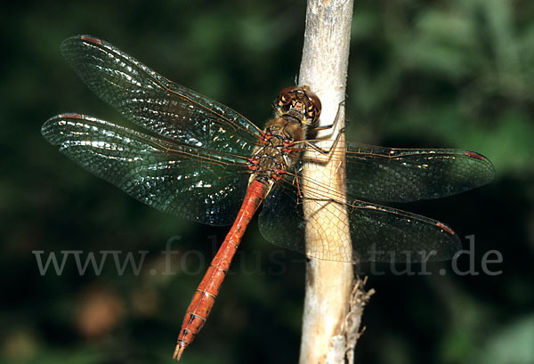 Gemeine Heidelibelle (Sympetrum vulgatum)