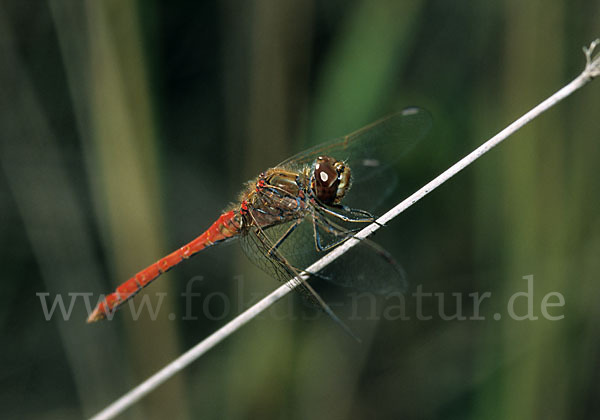 Gemeine Heidelibelle (Sympetrum vulgatum)