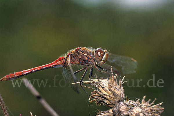 Gemeine Heidelibelle (Sympetrum vulgatum)