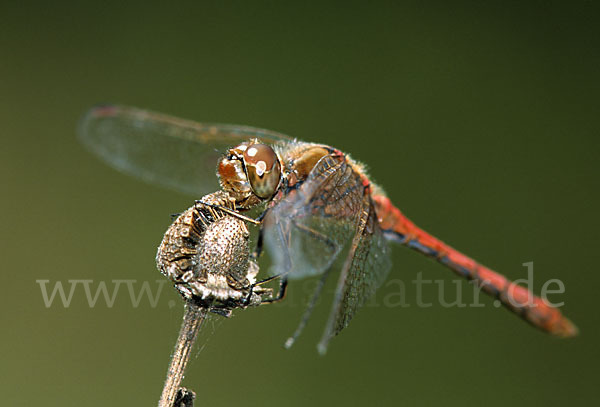 Gemeine Heidelibelle (Sympetrum vulgatum)