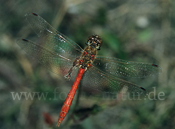 Gemeine Heidelibelle (Sympetrum vulgatum)