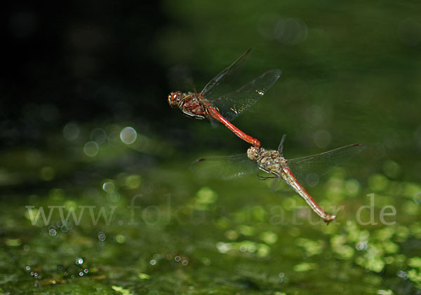 Gemeine Heidelibelle (Sympetrum vulgatum)