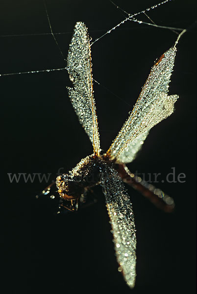 Gemeine Heidelibelle (Sympetrum vulgatum)