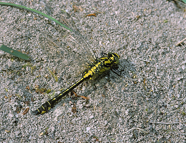 Gemeine Keiljungfer (Gomphus vulgatissimus)