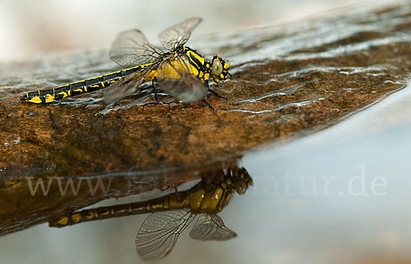 Gemeine Keiljungfer (Gomphus vulgatissimus)