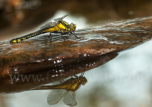 Gemeine Keiljungfer (Gomphus vulgatissimus)