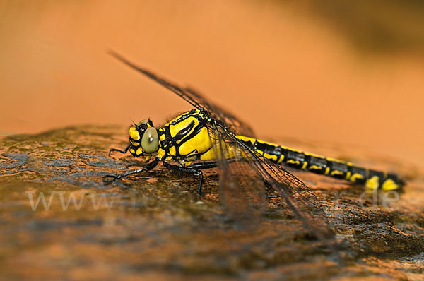 Gemeine Keiljungfer (Gomphus vulgatissimus)