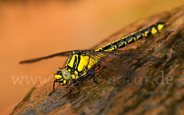 Gemeine Keiljungfer (Gomphus vulgatissimus)