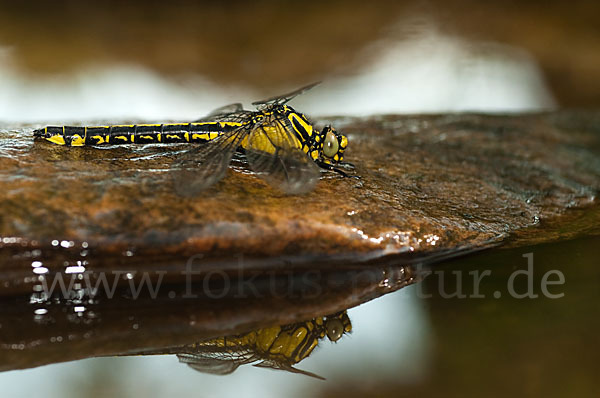 Gemeine Keiljungfer (Gomphus vulgatissimus)