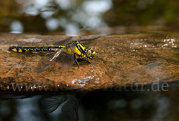 Gemeine Keiljungfer (Gomphus vulgatissimus)