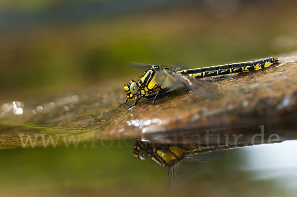 Gemeine Keiljungfer (Gomphus vulgatissimus)