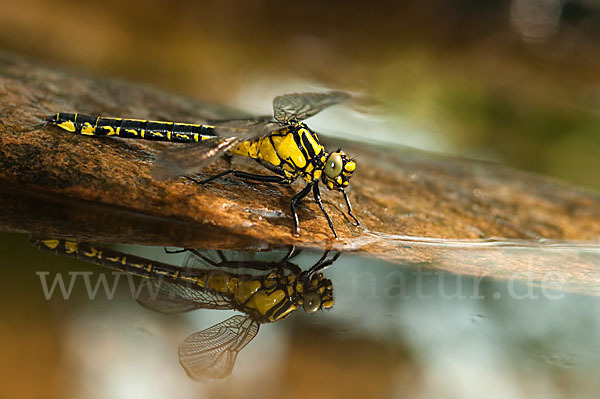 Gemeine Keiljungfer (Gomphus vulgatissimus)