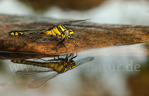 Gemeine Keiljungfer (Gomphus vulgatissimus)