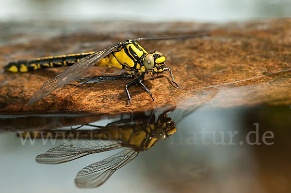 Gemeine Keiljungfer (Gomphus vulgatissimus)