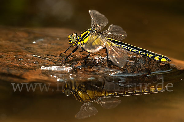 Gemeine Keiljungfer (Gomphus vulgatissimus)