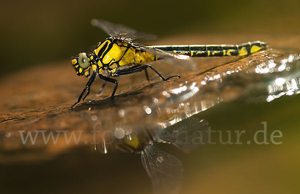 Gemeine Keiljungfer (Gomphus vulgatissimus)