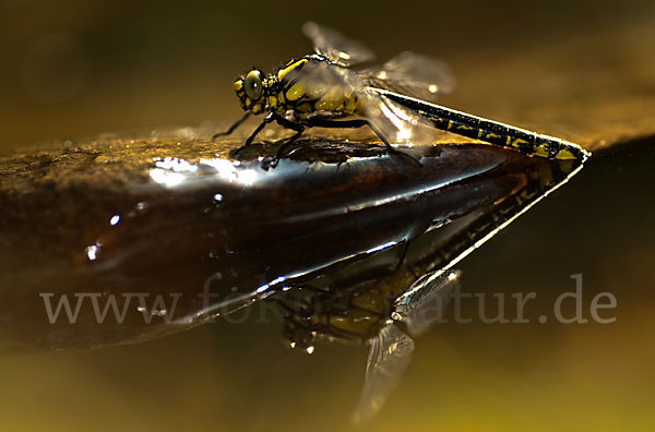 Gemeine Keiljungfer (Gomphus vulgatissimus)