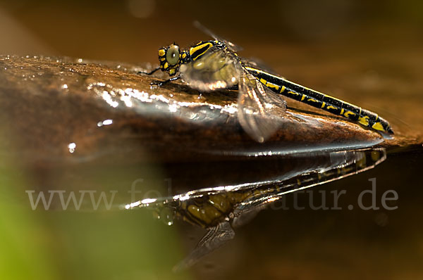 Gemeine Keiljungfer (Gomphus vulgatissimus)