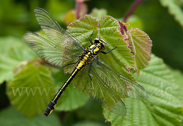 Gemeine Keiljungfer (Gomphus vulgatissimus)