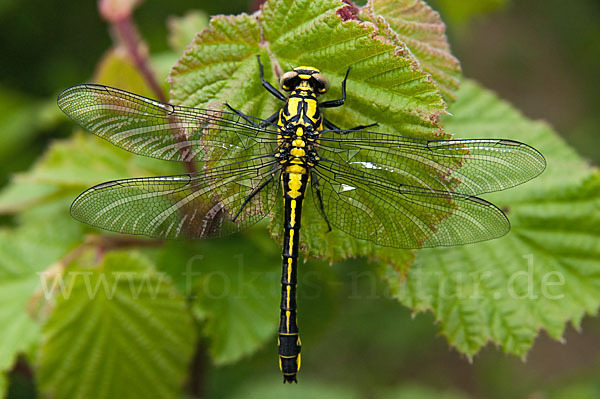 Gemeine Keiljungfer (Gomphus vulgatissimus)