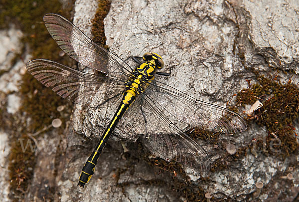 Gemeine Keiljungfer (Gomphus vulgatissimus)