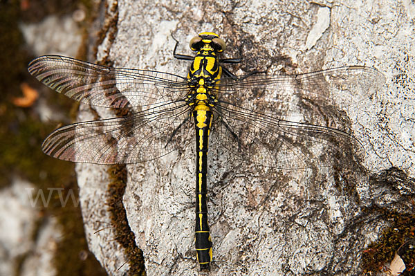 Gemeine Keiljungfer (Gomphus vulgatissimus)