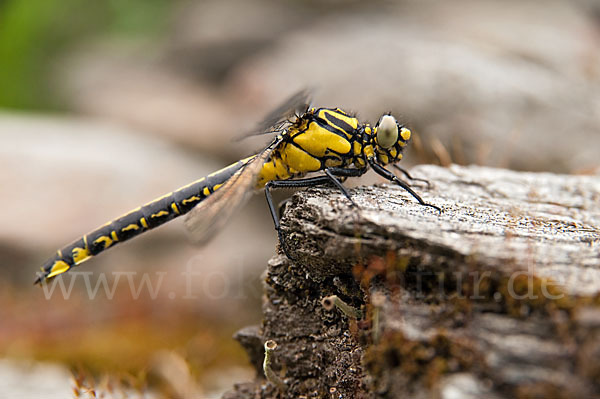 Gemeine Keiljungfer (Gomphus vulgatissimus)