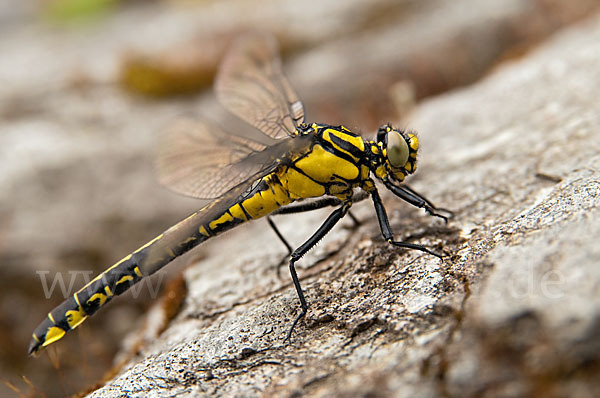 Gemeine Keiljungfer (Gomphus vulgatissimus)