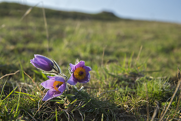 Gemeine Kuhschelle (Pulsatilla vulgaris)