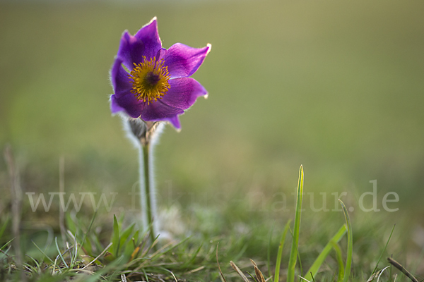 Gemeine Kuhschelle (Pulsatilla vulgaris)