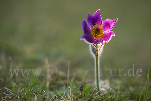 Gemeine Kuhschelle (Pulsatilla vulgaris)