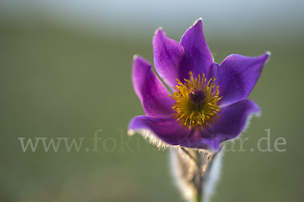 Gemeine Kuhschelle (Pulsatilla vulgaris)